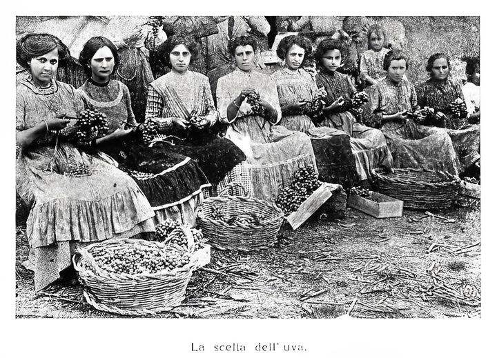 Fotografia donne durante la raccolta dell'uva